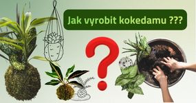 Péče o pokojové květiny a tipy od nás